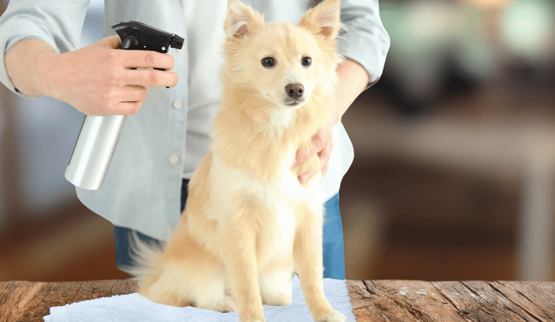Exploring Natural Flea and Tick Prevention for Dallas Pets