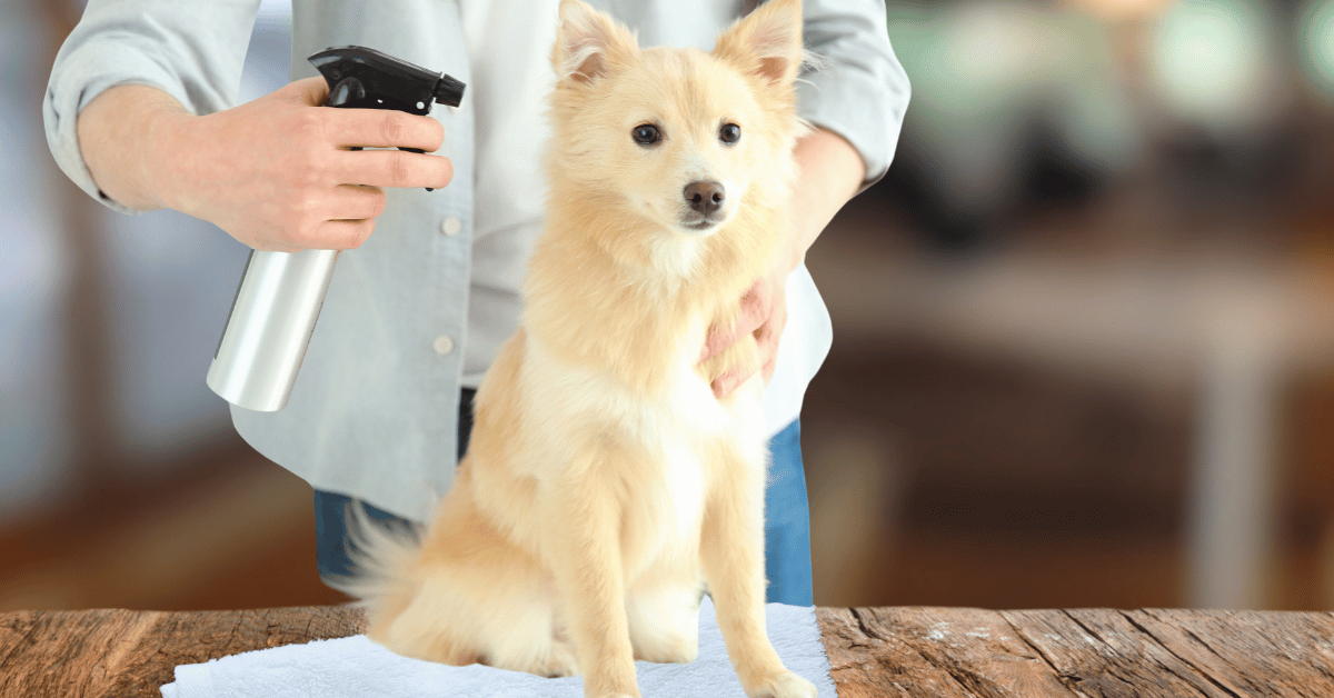 Exploring Natural Flea and Tick Prevention for Dallas Pets - Park ...