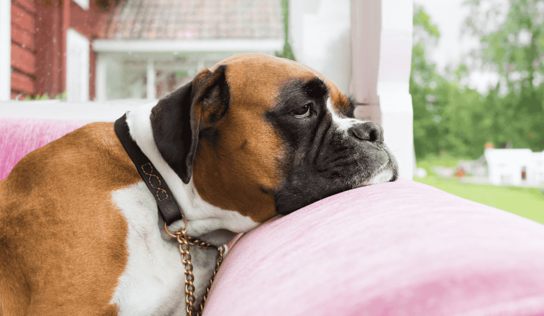 Tips for Back-to-School and Our Pets: Making the Transition Easier