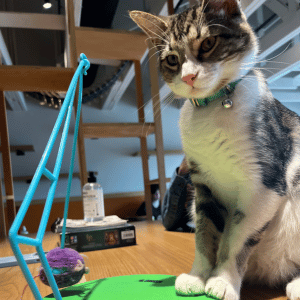 cat playing on table at Whiskers and Soda cat cafe in Dallas