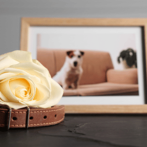 pet memorial holidays dog in frame