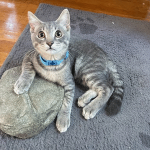 PCPSI cat sitting - cat on pillow in Dallas, Texas