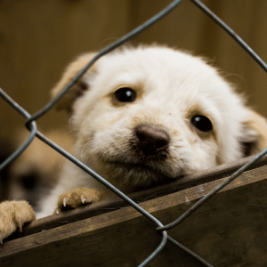 dog in shelter Dallas, Texas
