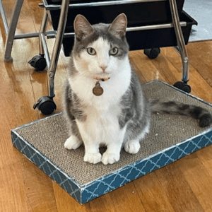 cat on scratching post in a house in Dallas, Texas