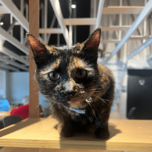 cat on table at Whiskers and Soda cat cafe in Dallas