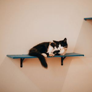 cat on cat shelf in a house in Dallas, Texas