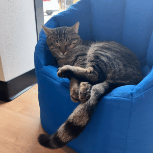 cat sleeping on tiny couch at Whiskers and Soda cat cafe in Dallas