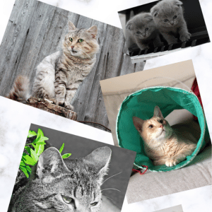 Reflection on Pet Memorial Days collage of pet cat in Dallas, TX