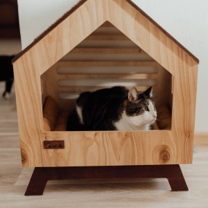 cat hiding in cat house in Dallas, Texas
