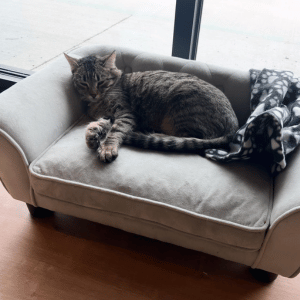 cat sleeping at Whiskers and Soda cat cafe in Dallas