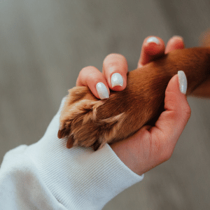 human hand with dog paw in Dallas, Texas