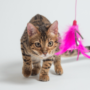 cat playing with wand toy in Dallas, Texas