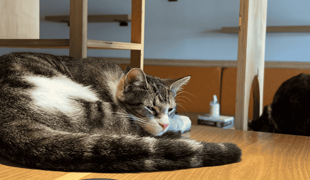 Cat Cafes in Dallas: Where Feline Fun Meets Philanthropy
