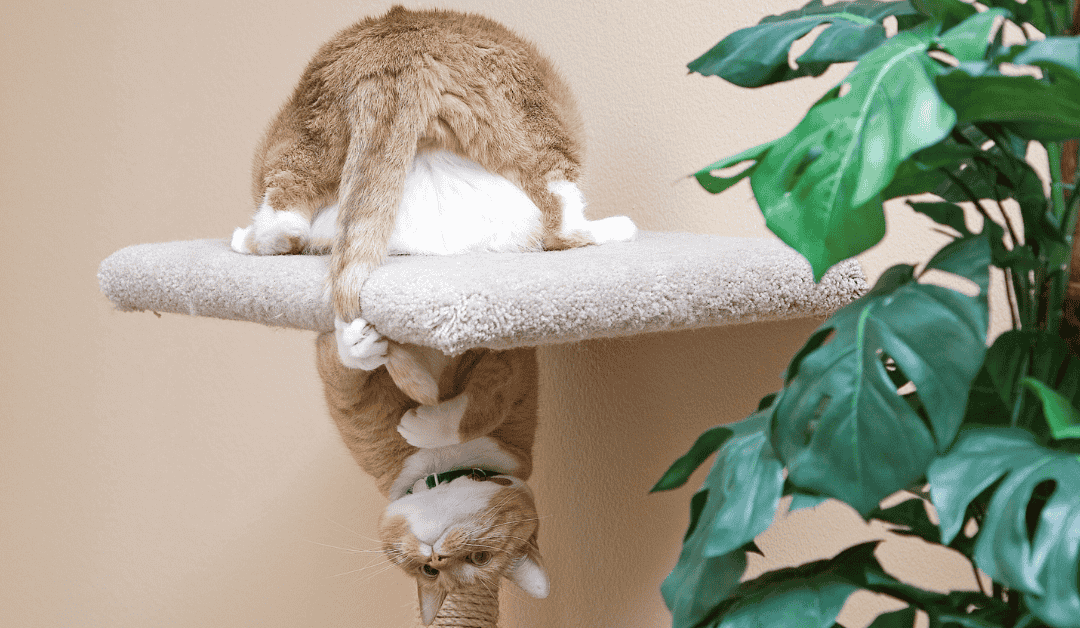 The Secret to Happy Indoor Cats: Supporting Their Instincts