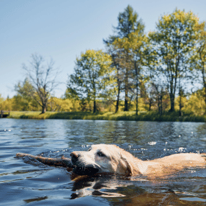dog swimming in Dallas lake with stick in his mouth