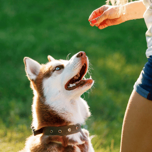 Dog training in Dallas, Texas