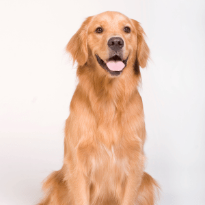 golden retriever puppy dallas texas