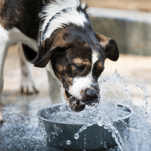 dog playing in Dallas splash pad