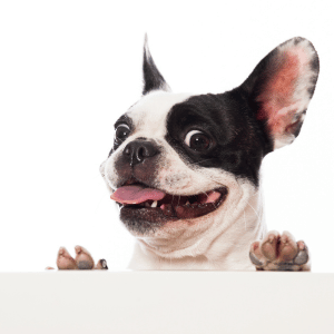 french bulldog puppy in Dallas, Texas