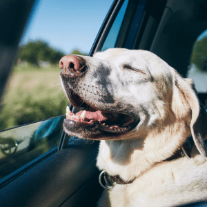 dog-friendly day trip from Dallas