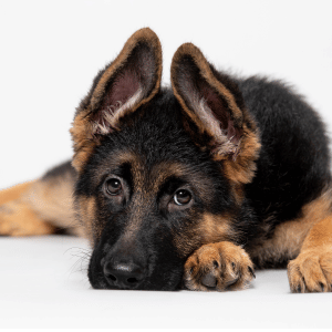 german shepherd puppy in Dallas, Texas
