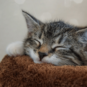 cat in dallas, Texas sleeping in a cat bed