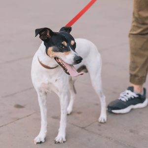 dog on leash in Dallas, Texas