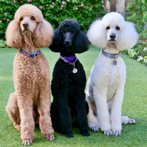 three poodles in Dallas, Texas