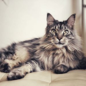 Maine Coon cat Dallas, TX