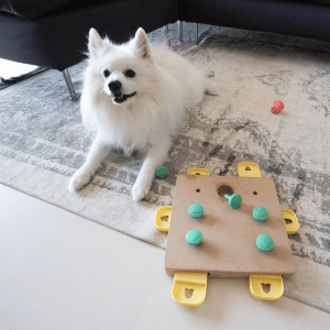 dog with puzzle in Dallas, Texas