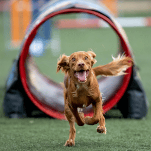 dog agility Dallas, Texas