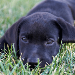 black labrador retriever in Dallas, Texas