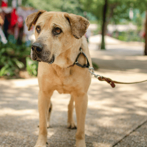 dog with PCPSI dog walker in Dallas, TX