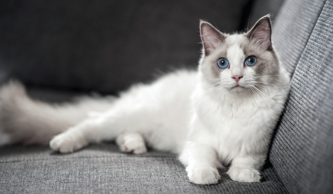 Happy Cat Month: Finding the Right Cat for Your Home and Lifestyle