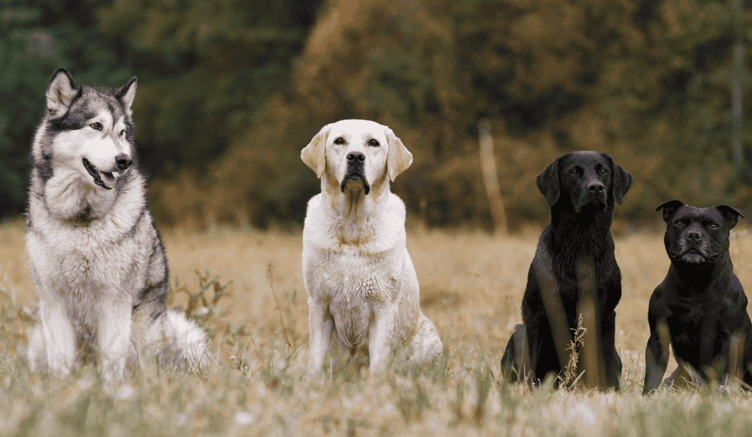 How to Find the Right Dog Breed for Your Dallas Family