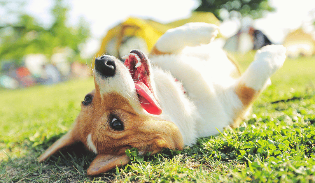National Dog Week: What Do Dogs Need to Thrive?