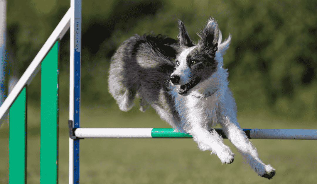 Top 4 Ways to Keep Your Dog Fit in the Dallas Metroplex This Fall