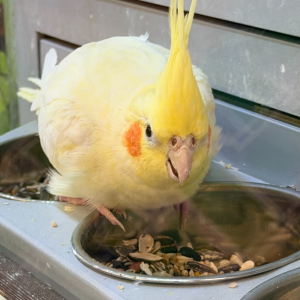 bird in case Dallas Texas