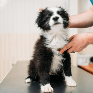 dog at veterinarian in Dallas, Texas