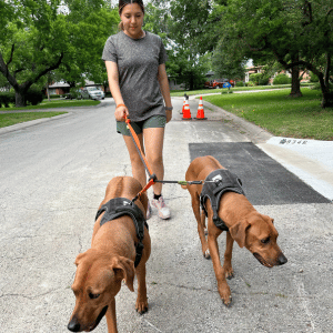 Aleysia, Lifelong Dallasite and Animal Lover walking dogs PCPSI