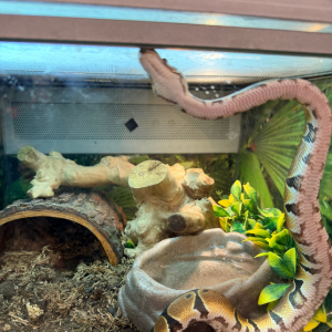 snake in aquarium Dallas Texas