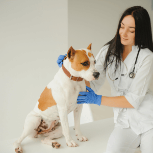 dog at veterinarian in Dallas, Texas 