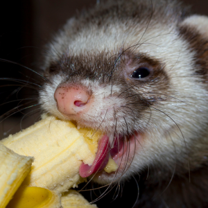 ferret eating banana in Dallas, TX