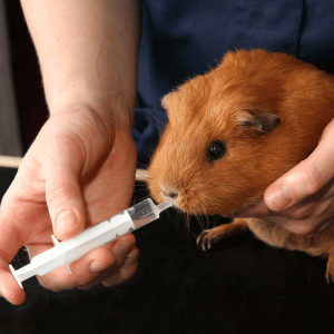 guinea pig at veterinarian in Dallas, Texas 
