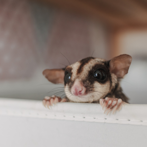 sugar glider - Dallas, Texas