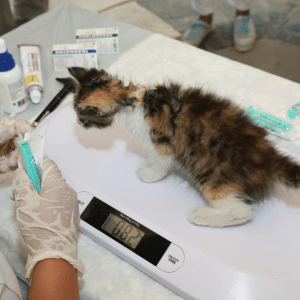 kitten at veterinarian in Dallas, Texas