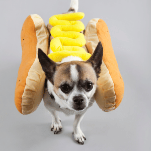dog in hot dog costume Dallas, Texas