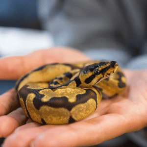 pet snake at veterinarian in Dallas, Texas 