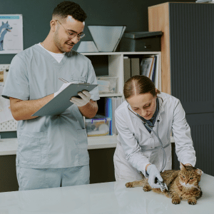 cat at veterinarian in Dallas, Texas with vet and vet tech