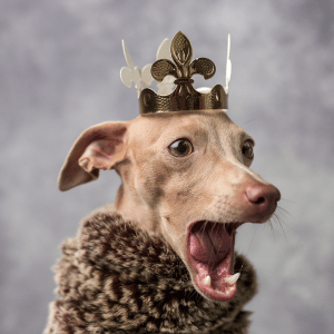 dog in king costume dallas, texas